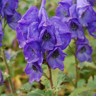 Photo d'aconite