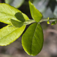 Photo de feuilles d'airelle 2