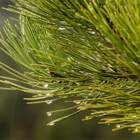 Photo pine needles 2