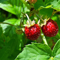 Foto wilde aardbeien