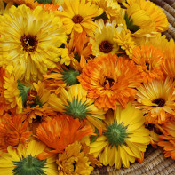 Calendula photo 3