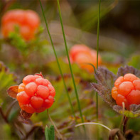 Photo cloudberries