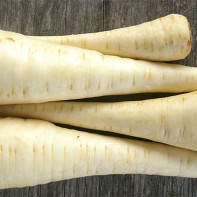 Parsnip root photo 2