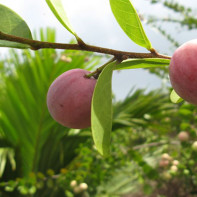 Foto van Ikako-fruit 2