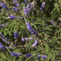 Photo Vitex 4