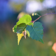 Photo of birch leaves 5