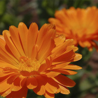 Calendula Foto