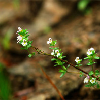 Eyebright fotka 3