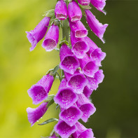 Digitalis foto