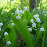 Photo of lily of the valley 3