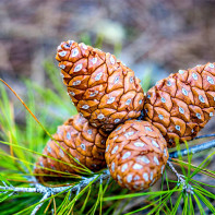 Photo de pommes de pin 3