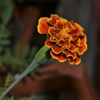 Fotografia Marigold 2