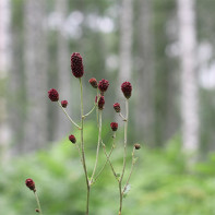 Foto af blødning 5