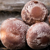 Photo Shiitake mushrooms 6