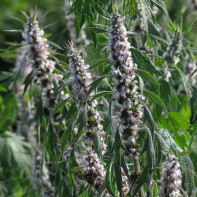 Foto motherwort 5