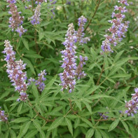 Photo Vitex 2