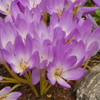 Colchicum foto 4