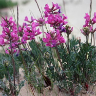 Foto van stuiver 3