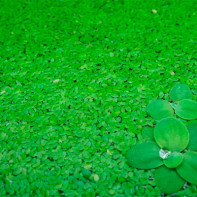 Foto rumput duckweed