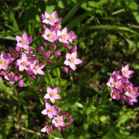 Foto van centaury