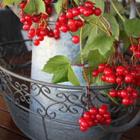 Foto viburnum rot 5