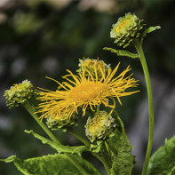 Fotografie elecampane