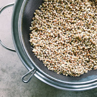 Foto di grano saraceno germogliata