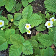 Foto aardbeibladeren