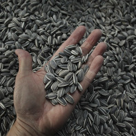 Photo of sunflower seeds 6