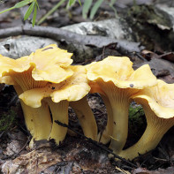 Cantharellus cibarius mantar fotoğraf 5