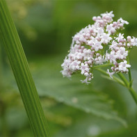 Photo valerian 2