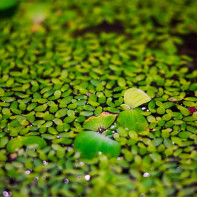 Gambar rumput duckweed 3