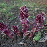 „Butterbur 4“ nuotrauka