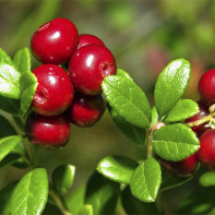 Fotoğraf lingonberries