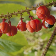 Guarana 3 nuotrauka