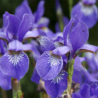 Fotoğraf iris 5