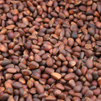 Photo pine nuts