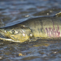 Foto de peix salmó Chum 2