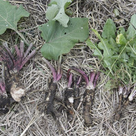 Burdock root foto 2