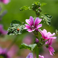 Foto del bosc de malva 3