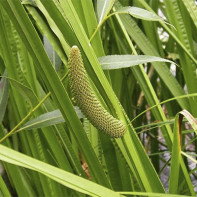 Foto calamus moeras 4