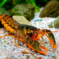 Photo of crayfish