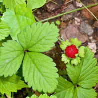 Photo strawberry leaves 3