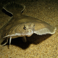 Flounder foto 5