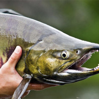 Larawan ng chum salmon 4