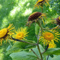 Photo elecampane 4