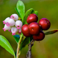 Bearberry foto