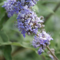 Φωτογραφία Vitex 3