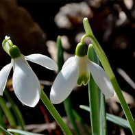 Foto van een sneeuwklokje 4