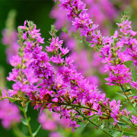 Foto von loosestrife loosestrife 2